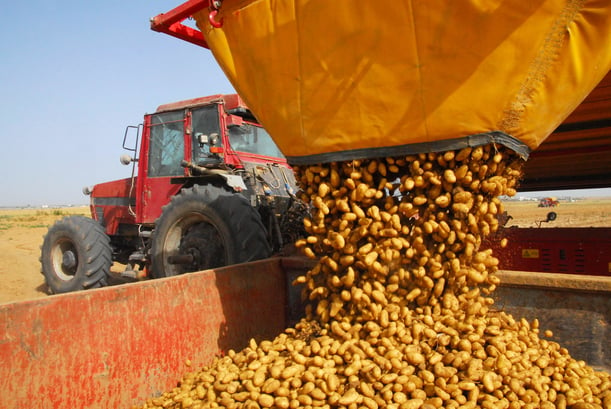 Agricultural-Bulk-Bags-Image-3-Potato-Harvest-1.jpg