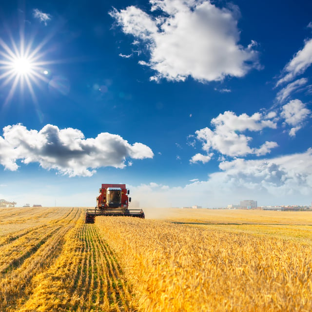 Combine harvesting grains on the prairies