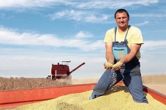 Agricultural-Bulk-Bags-Image-1-Chickpea-Harvest.jpg