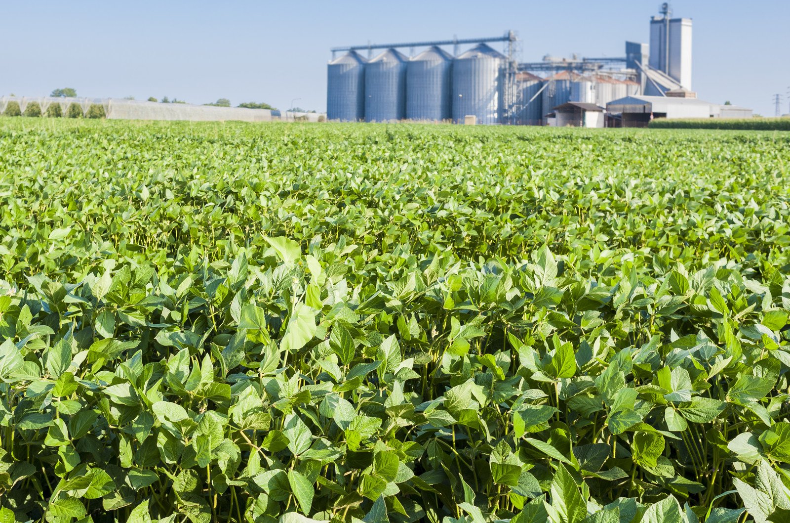 soy_beans_agriculture_imports_exports_farm