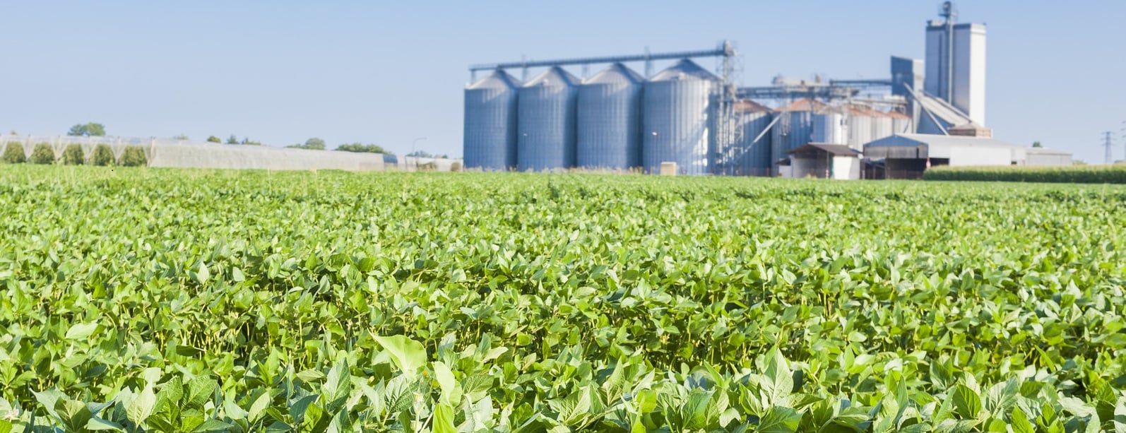 Agriculture field of soybean for harvest